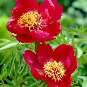 Cherry Hill Parkland Peonies