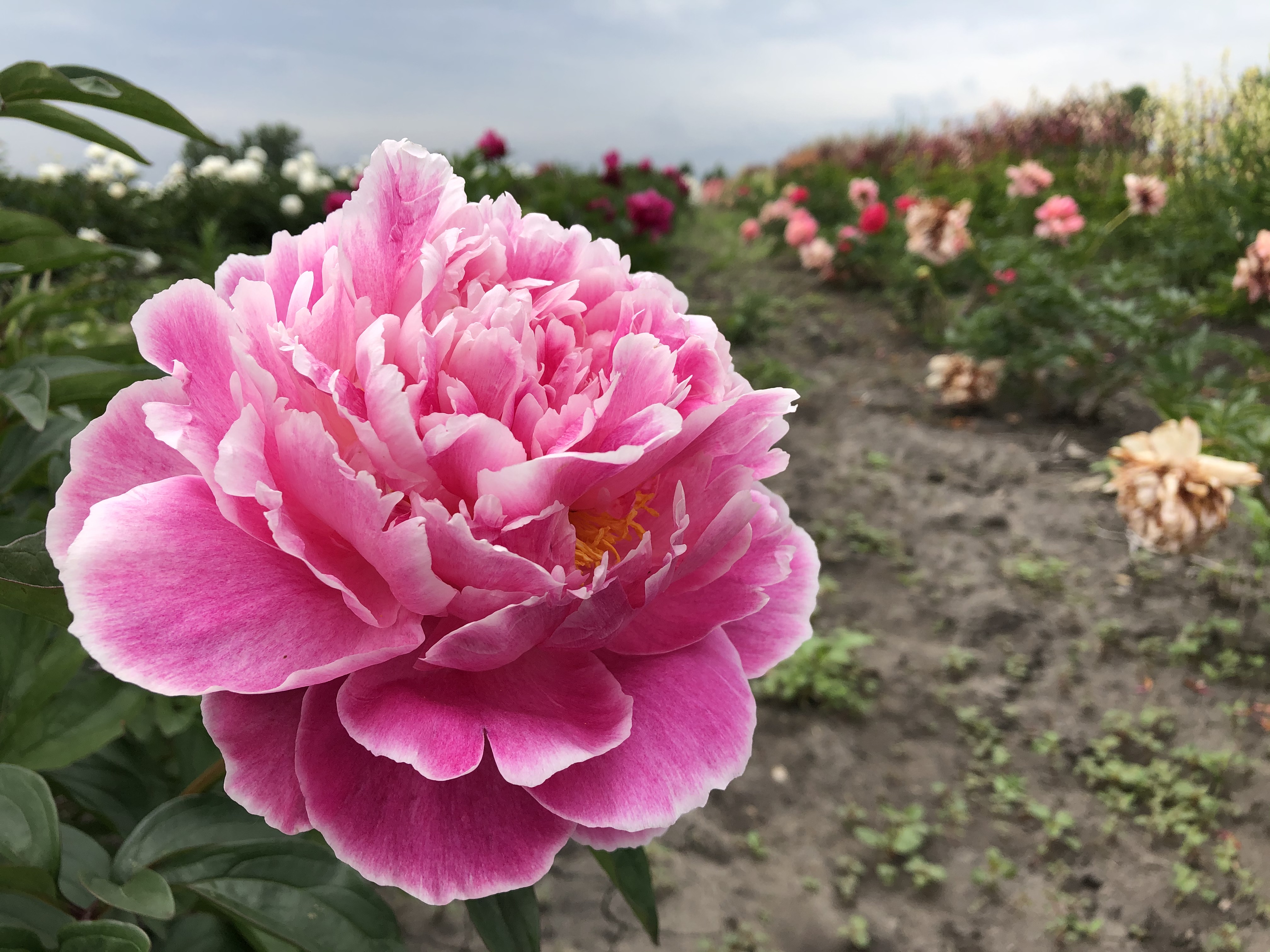peonies for sale in Canada
