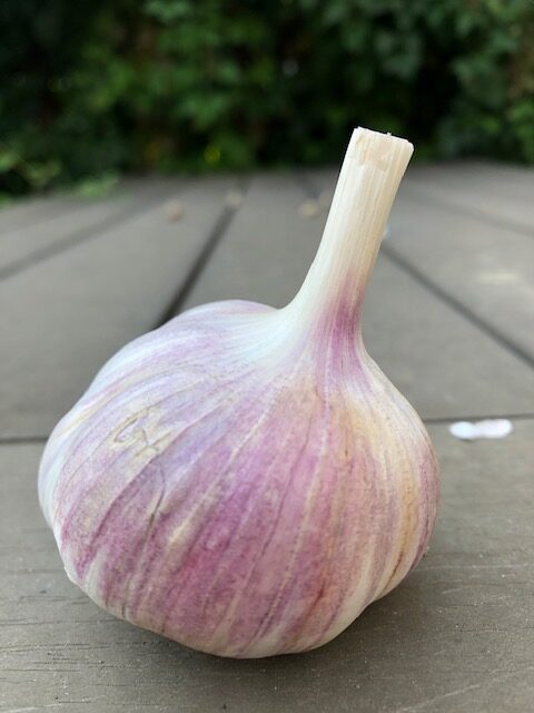 Korean Red Garlic