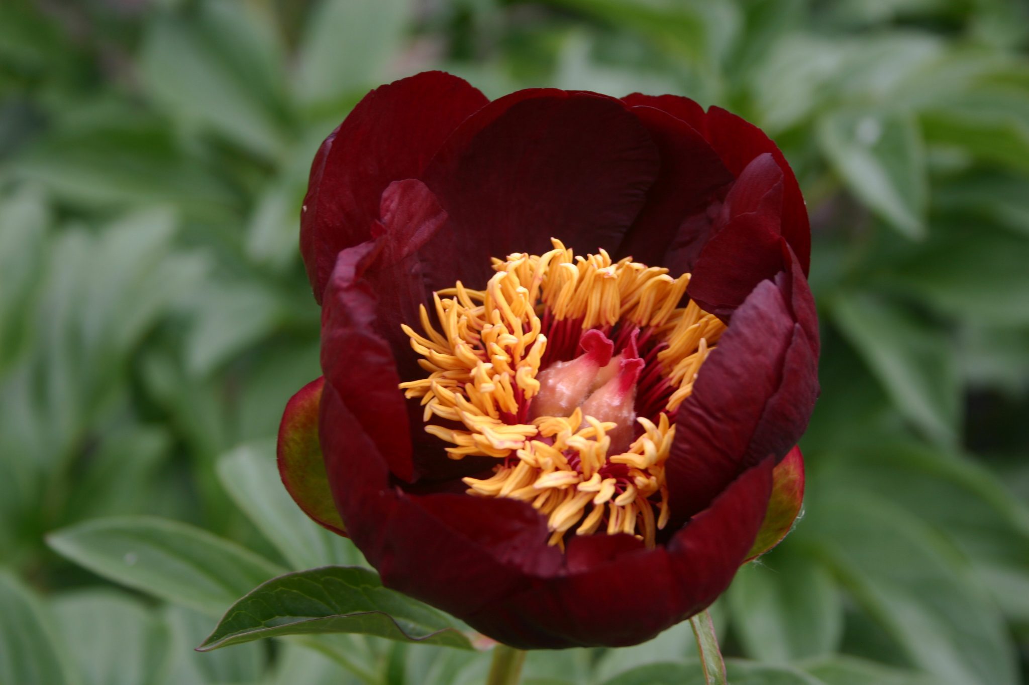 Chocolate Soldier – Parkland Peonies