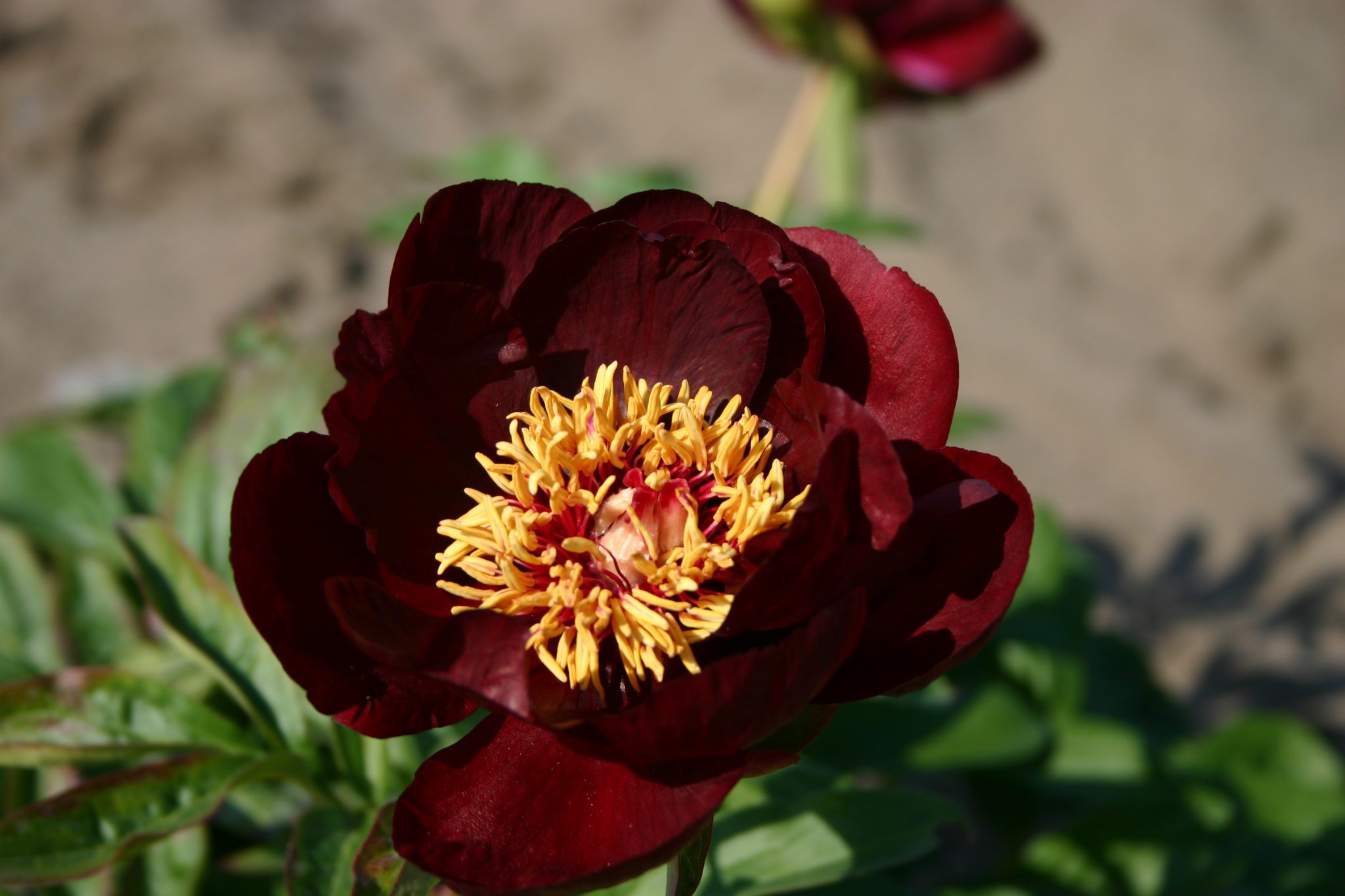 Chocolate Soldier – Parkland Peonies