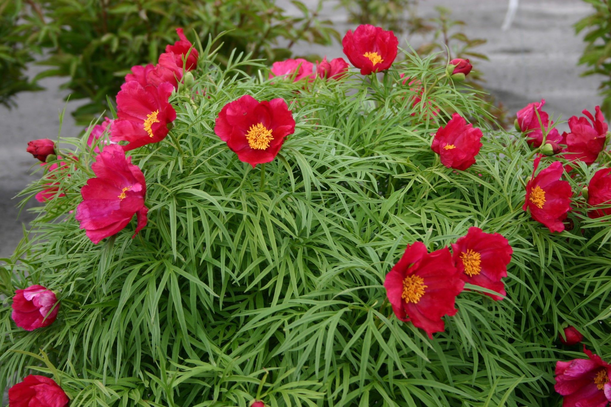 Little Red Gem – Parkland Peonies