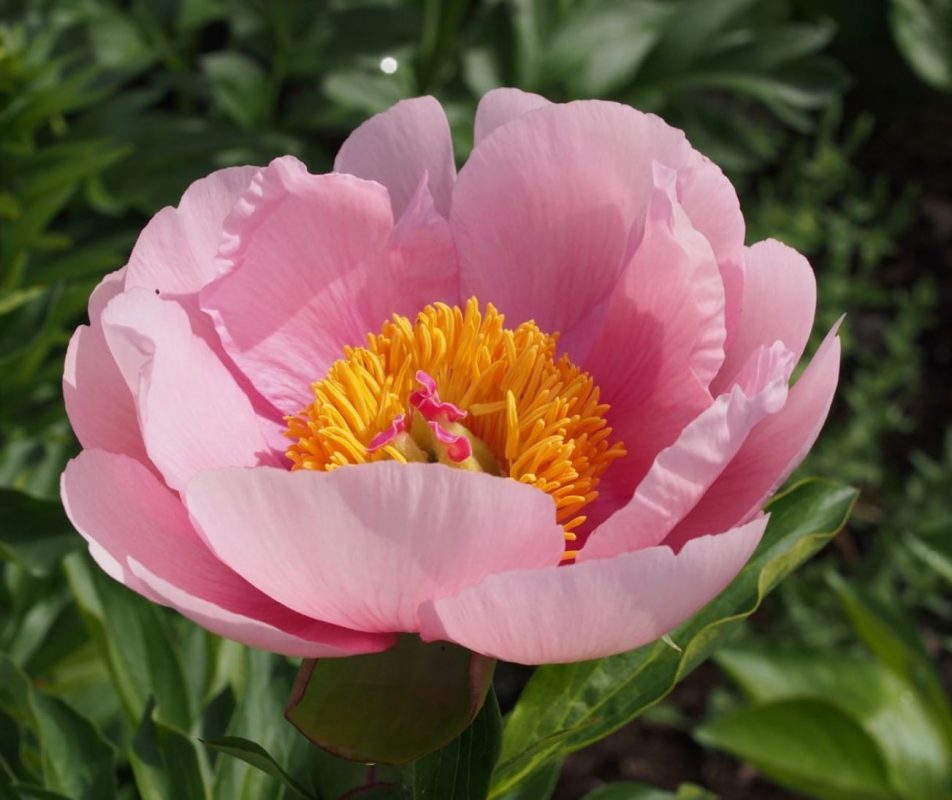 Soft Salmon Saucer – Parkland Peonies