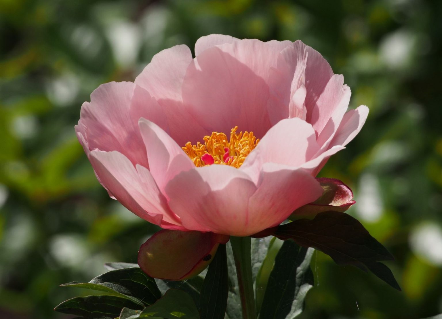 Soft Salmon Saucer – Parkland Peonies