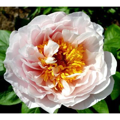 Blushing Princess – Parkland Peonies