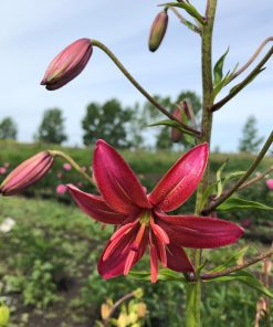 martagon lilies