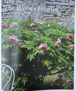 A Tyranny of Peonies - by Lois Girton The Life of A. P. Saunders