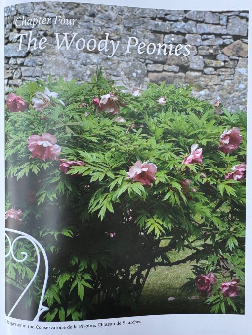 A Tyranny of Peonies - by Lois Girton The Life of A. P. Saunders