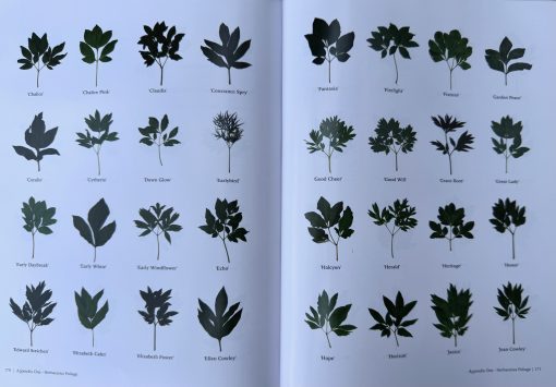 A Tyranny of Peonies - by Lois Girton The Life of A. P. Saunders