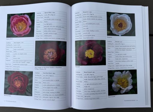 A Tyranny of Peonies - by Lois Girton The Life of A. P. Saunders