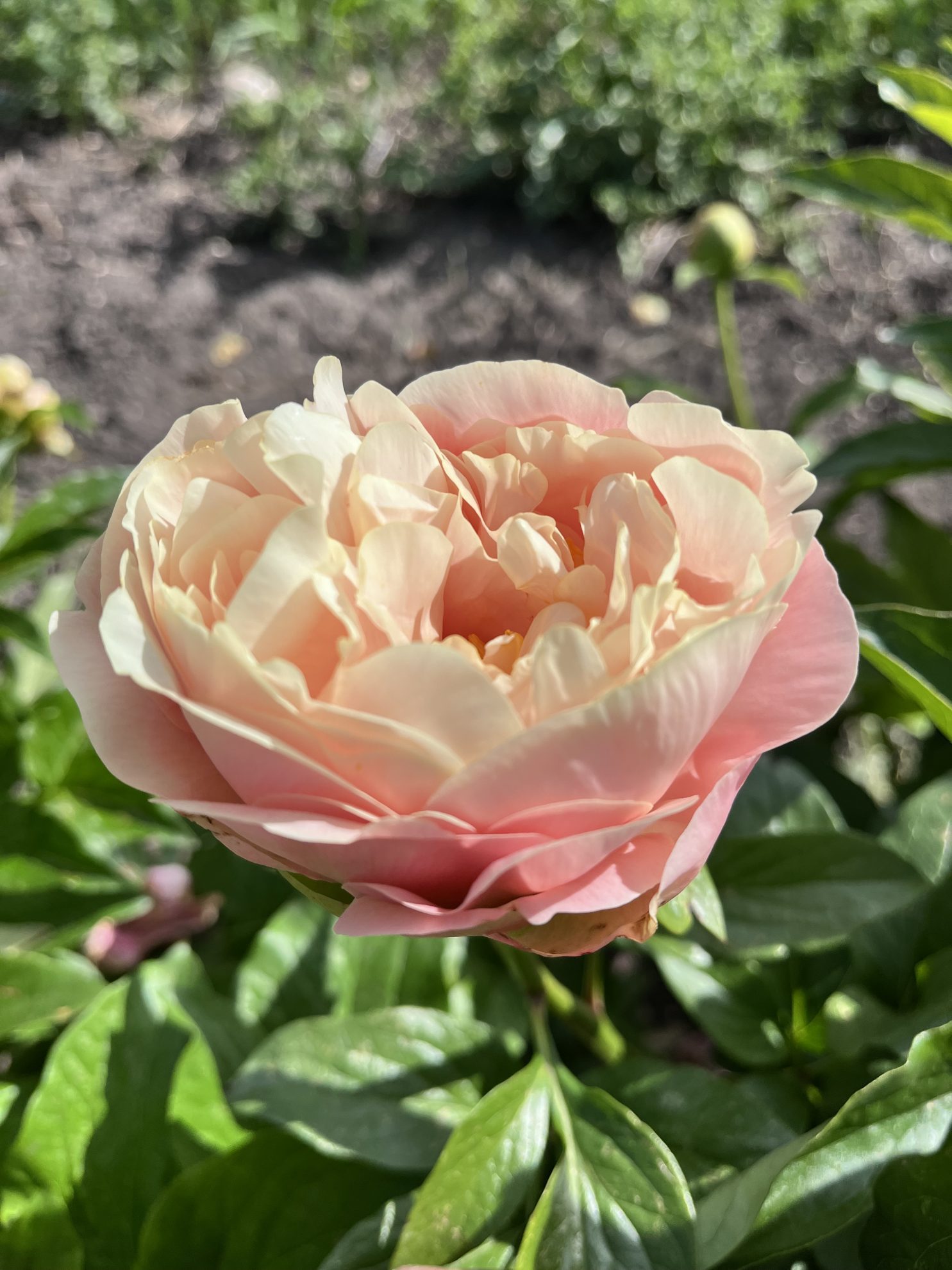 Parkland Peonies : Peony Seedling (Adam's Finest)