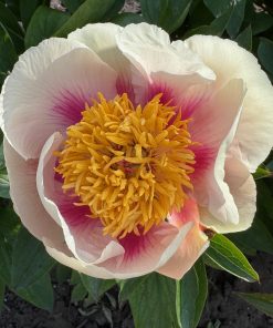 Parkland Peonies : Peony Athena