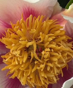 Parkland Peonies : Peony Athena