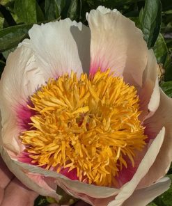 Parkland Peonies : Peony Athena