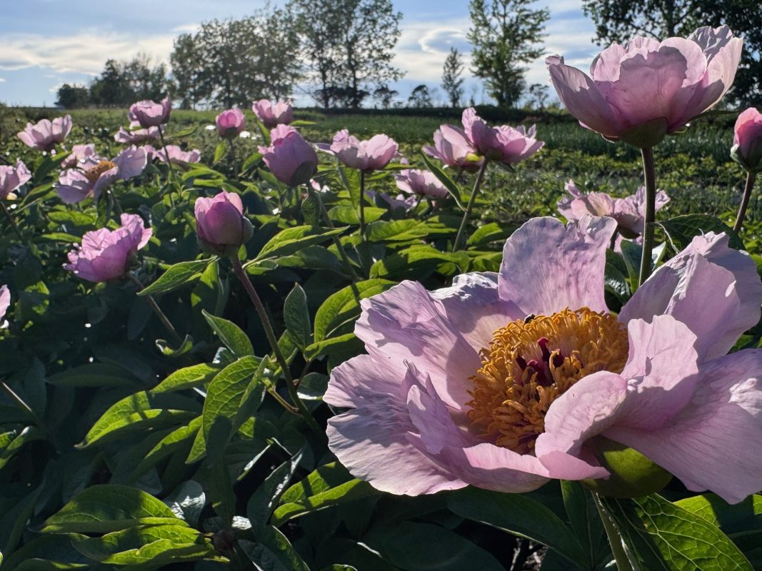 Parkland Peonies : Peony Avant Garde