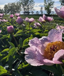 Parkland Peonies : Peony Avant Garde