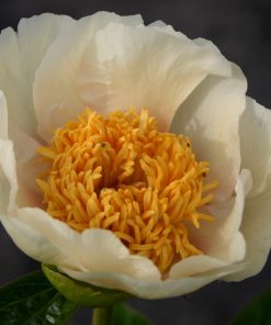 Parkland Peonies : Peony Claire de Lune