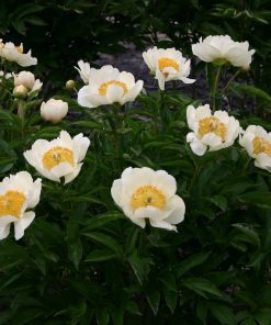 Parkland Peonies : Peony Claire de Lune