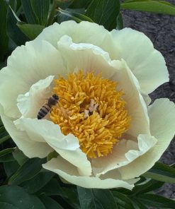 Parkland Peonies : Peony Claire de Lune