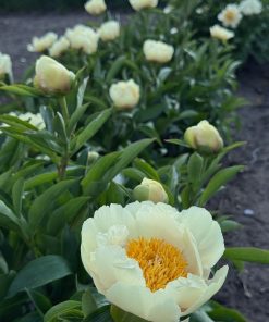 Parkland Peonies : Peony Claire de Lune