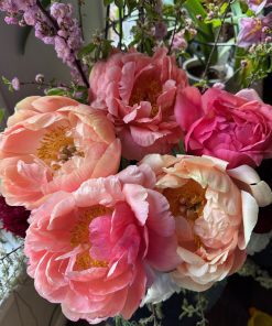 Parkland Peonies : Peony Cut Flowers Coral Sunset