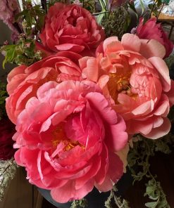 Parkland Peonies : Peony Cut Flowers Coral Sunset