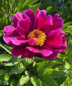 Parkland Peonies : Peony Emperor's Buttons