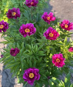 Parkland Peonies : Peony Emperor's Buttons