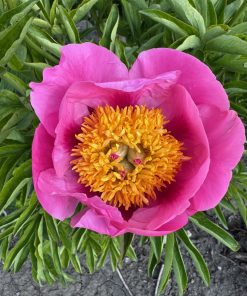 Parkland Peonies : Peony Firelight