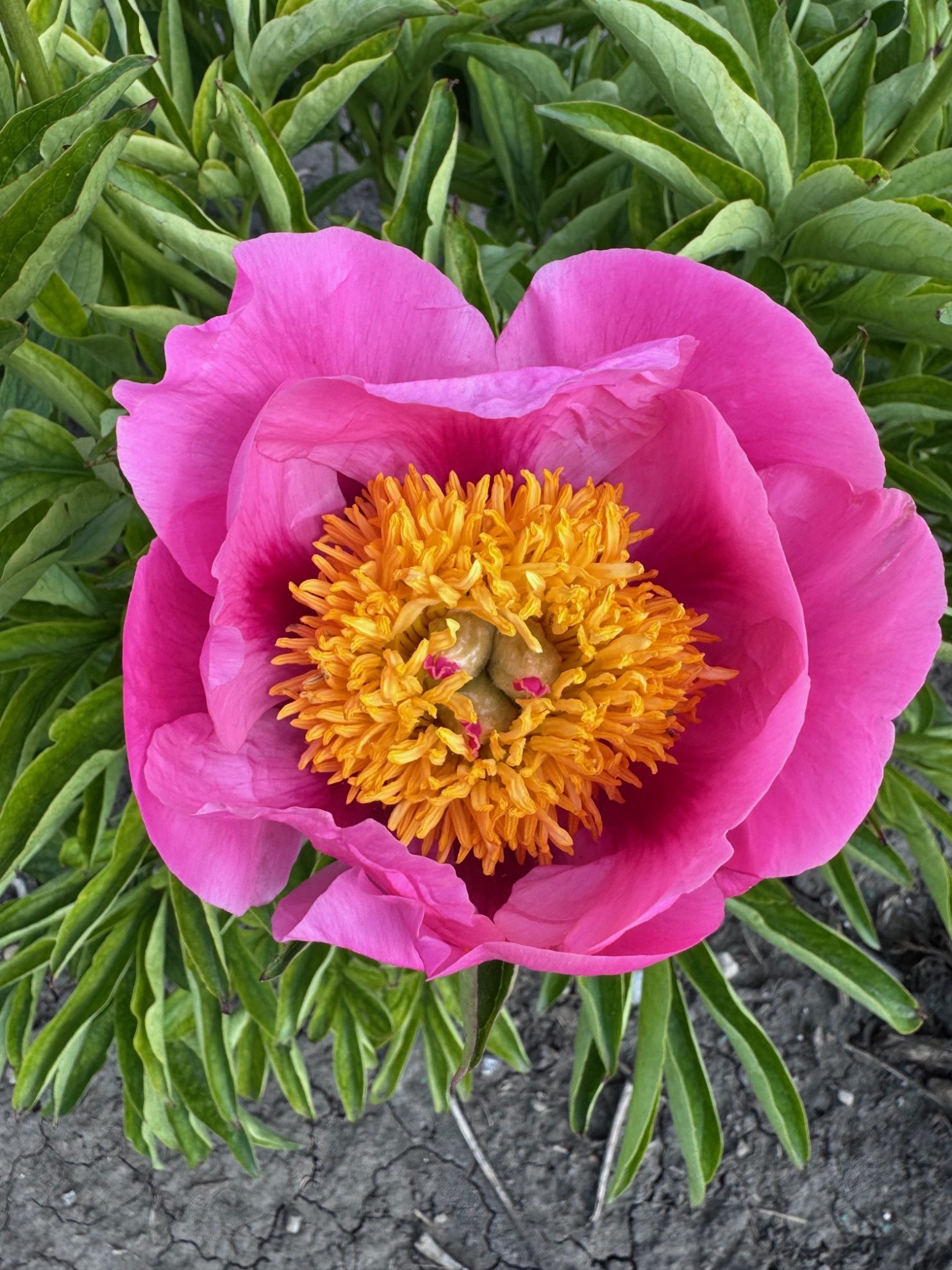 Parkland Peonies : Peony Firelight