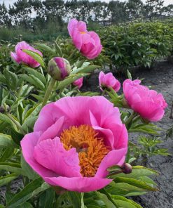 Parkland Peonies : Peony Firelight