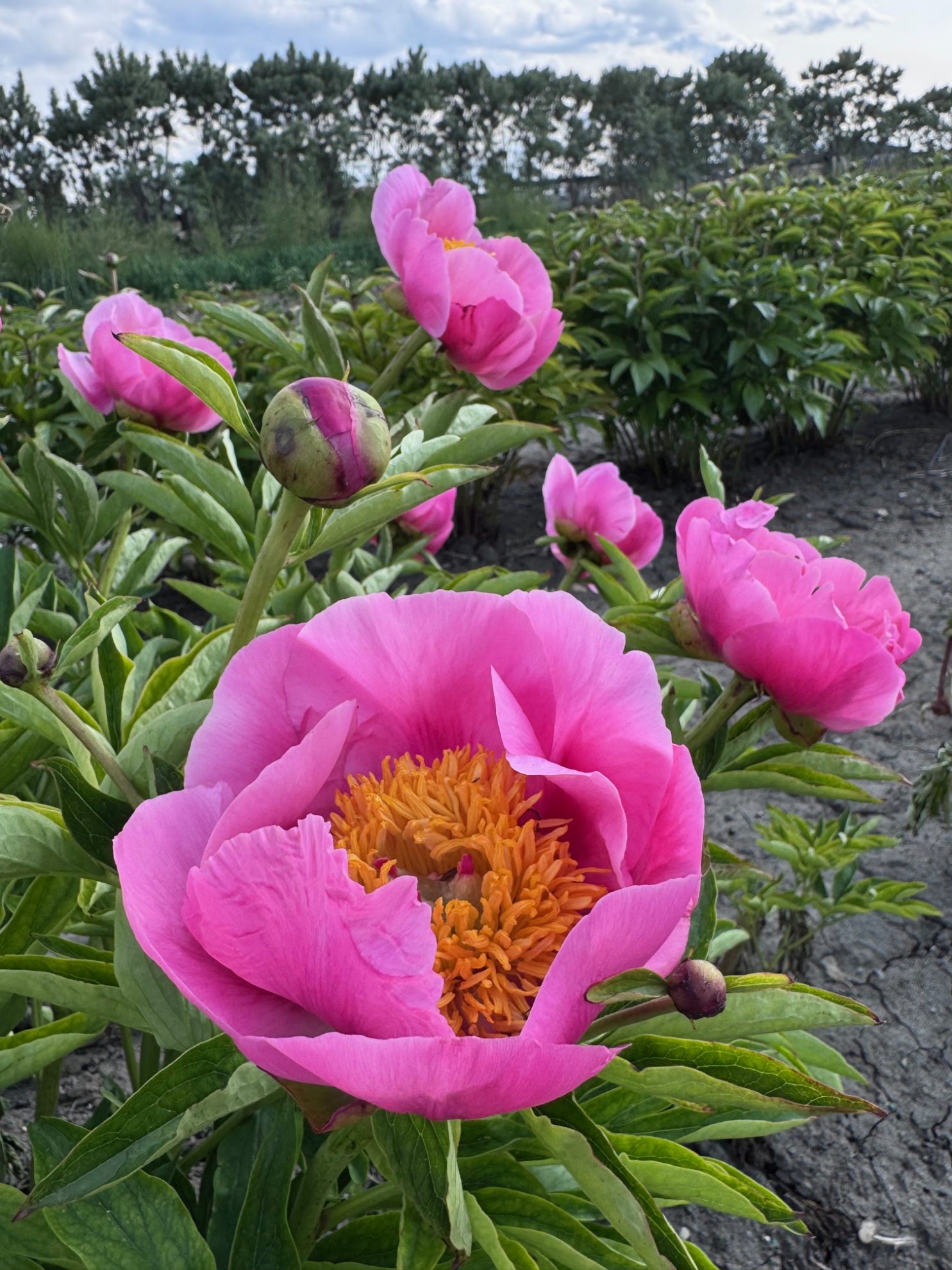 Parkland Peonies : Peony Firelight