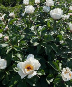 Parkland Peonies : Peony Garden Peace