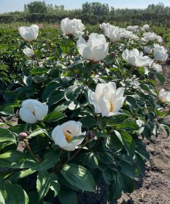 Parkland Peonies : Peony Garden Peace