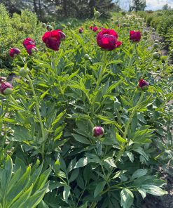 Parkland Peonies : Peony Jewel