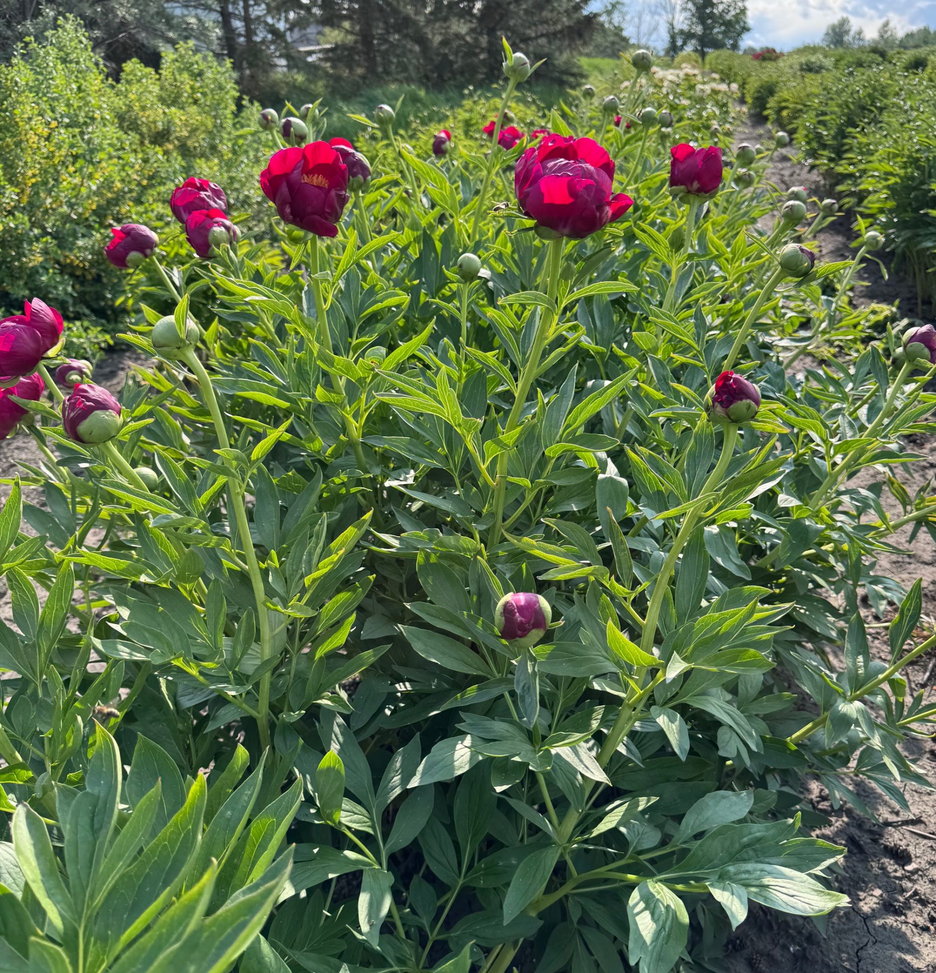 Parkland Peonies : Peony Jewel