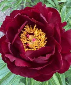 Parkland Peonies : Peony John Harvard