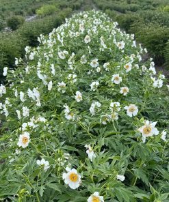 Parkland Peonies : Peony Late Windflower