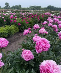 Parkland Peonies : Peony Loren Franklin