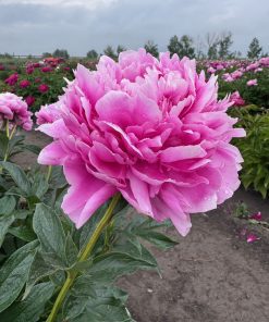 Parkland Peonies : Peony Loren Franklin