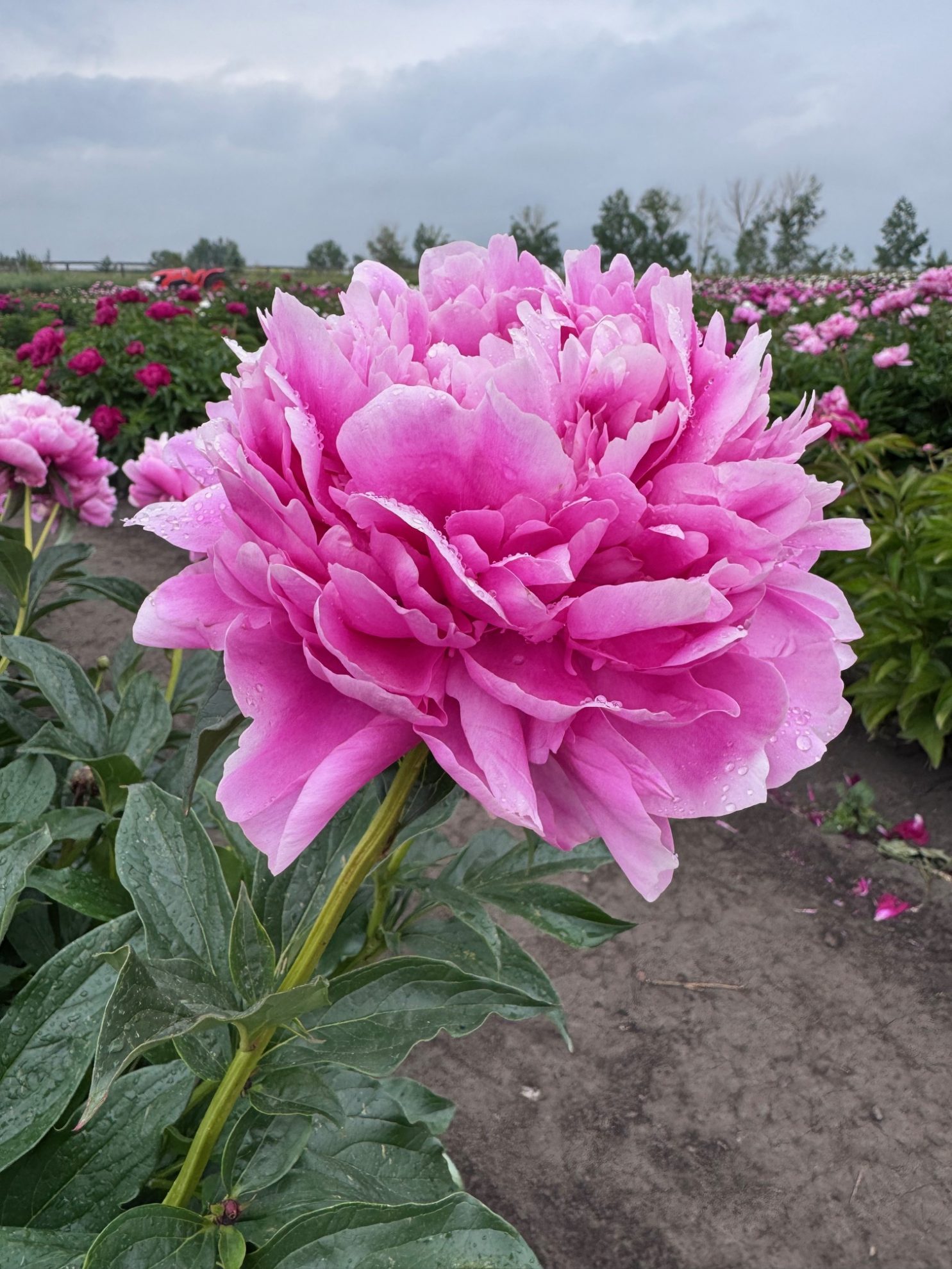 Parkland Peonies : Peony Loren Franklin