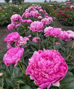 Parkland Peonies : Peony Loren Franklin