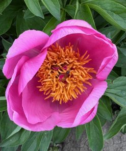 Parkland Peonies : Peony Lotus Bloom