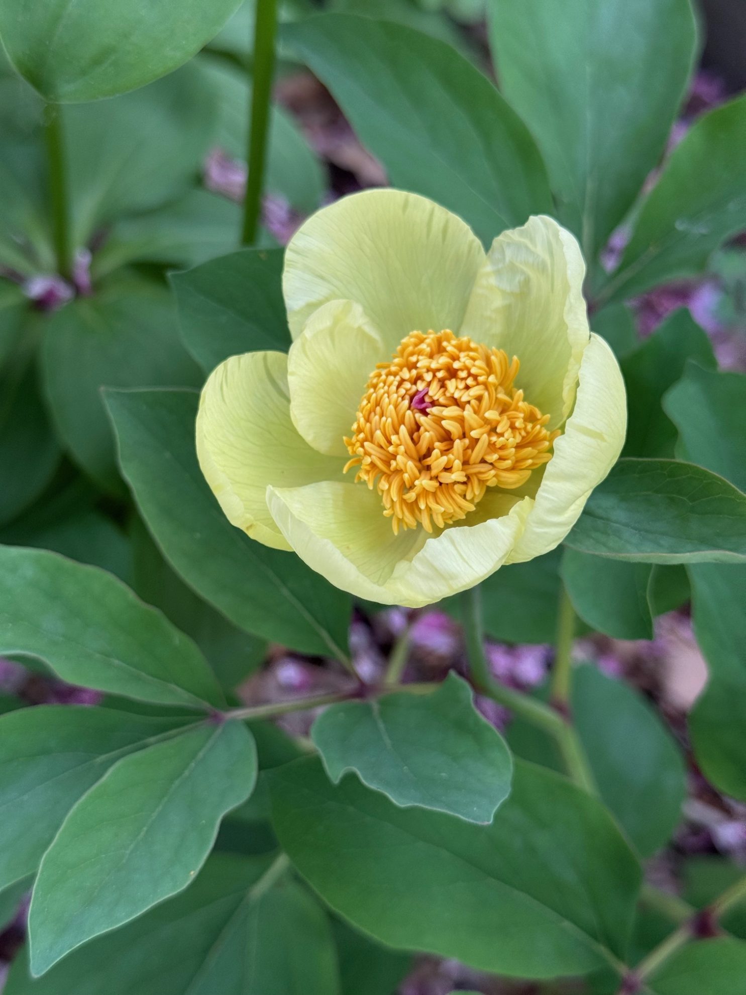 Parkland Peonies : Peony Species Mlokosewitchii
