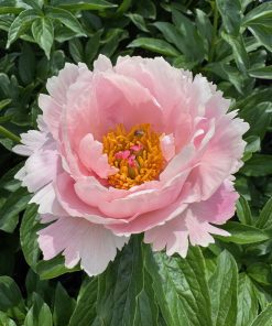 Parkland Peonies : Peony Nelda's Joy