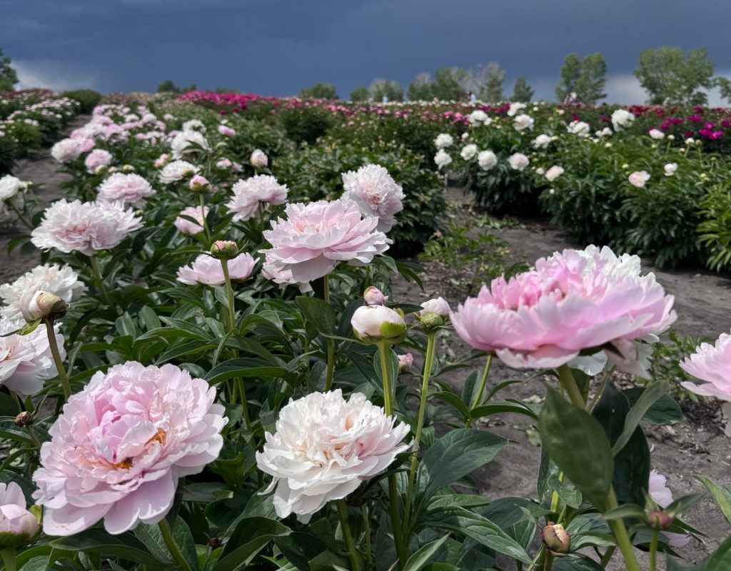 Parkland Peonies : Peony Field 2025