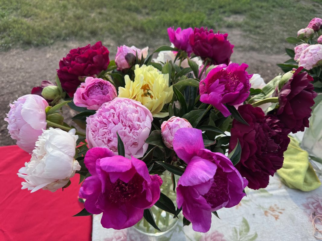 Parkland Peonies : Peony Cut Flowers