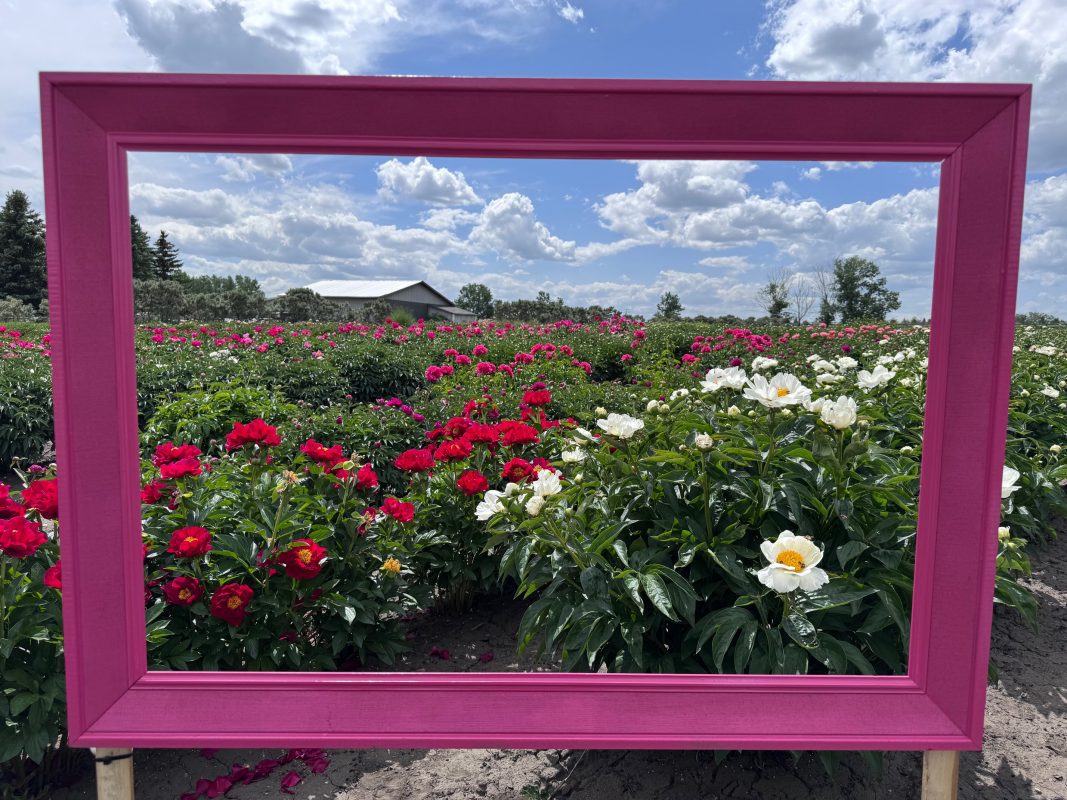 Parkland Peonies : Peony Field Frame