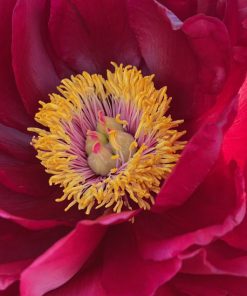 Parkland Peonies : Peony Red Glory