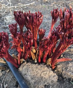 Parkland Peonies : Peony Red Glory Emerging from Ground